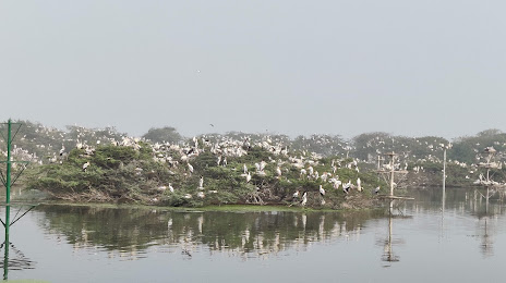 Uppalapadu Birds Sanctuary, Γκουντούρ