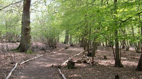 Parndon Wood Nature Reserve, Harlow