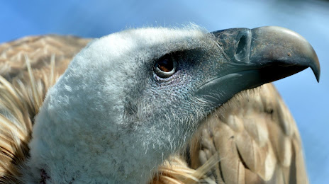 Gauntlet Birds of Prey Eagle & Vulture Park, Натсфорд