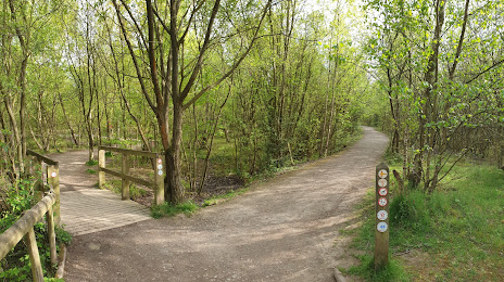 Shorne Woods Country Park, Rochester