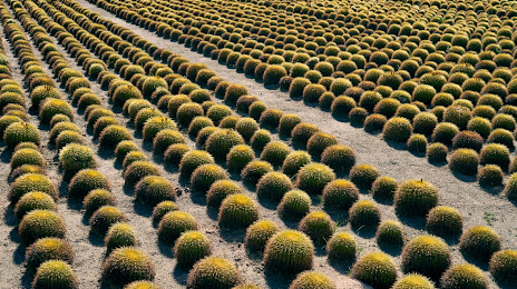 Wirikuta Botanical Cactus Garden, 