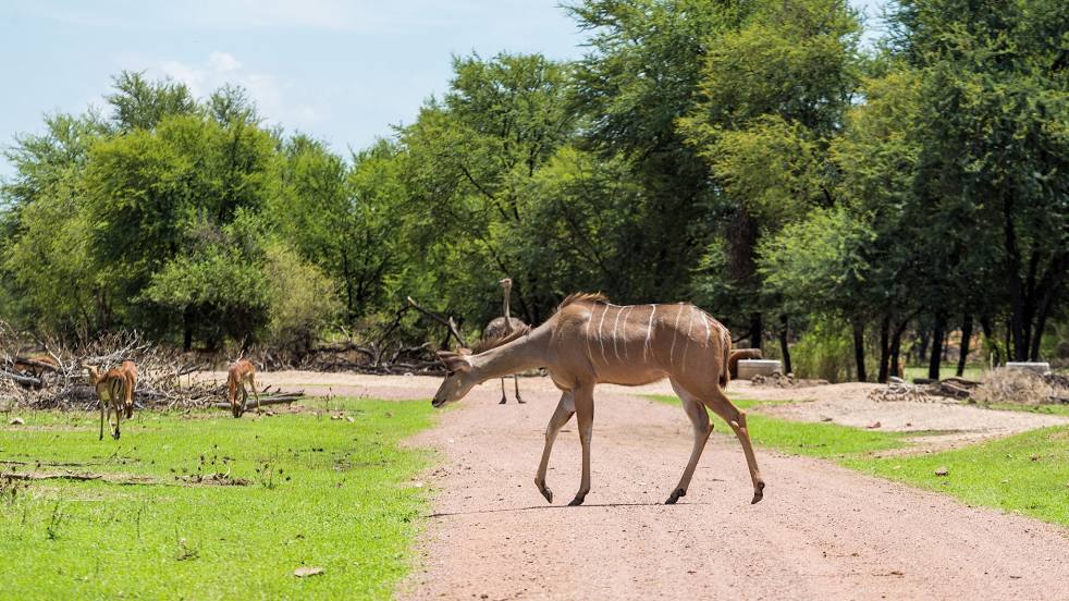 Gaborone Game Reserve, Gaborone