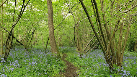 Gutteridge Wood and Meadows, Hayes