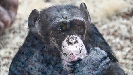 Chimpanzee Eden- Twycross Zoo, 