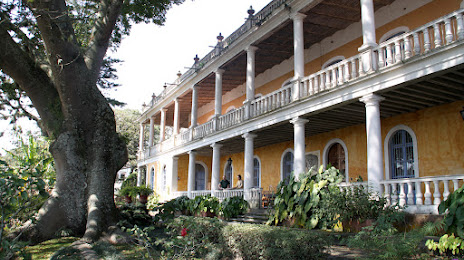 Figure Ceiba, Xalapa