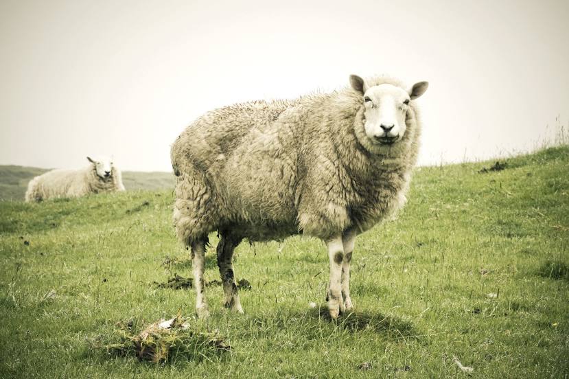 The BIG Sheep, Bideford