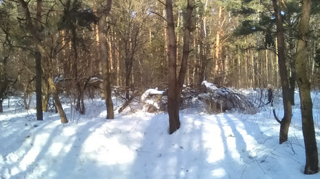 Ulyanovsk Forest, 