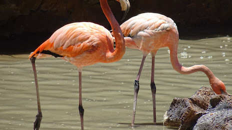 Flamingario, Mazatlán