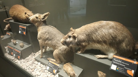 Meseos Y Expo's (Museo Provincial de Historia Natural), Santa Rosa