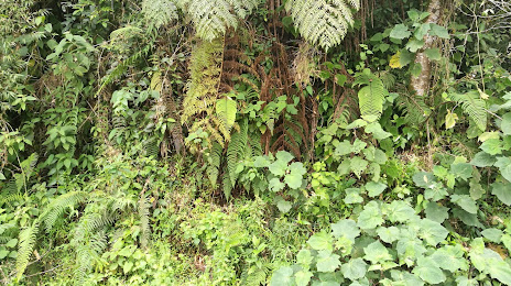 Reserva Ecologica Rio Blanco, Manizales