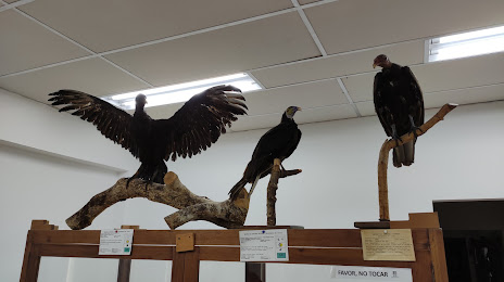Natural History Museum University of Cauca, Popayán