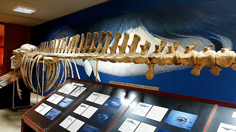 Museum of Paleontology and Geology, Papagou
