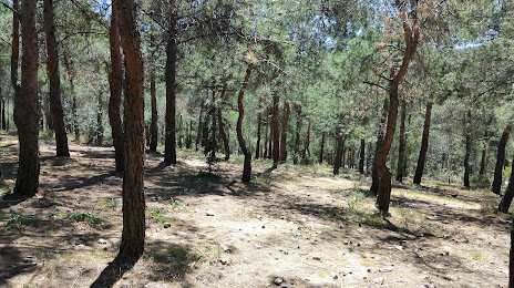 Αισθητικό Δάσος Καισαριανής, Παπάγου
