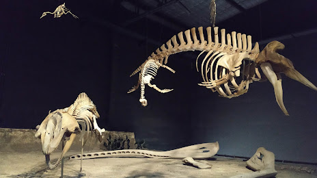 Egidio Feruglio Paleontological Museum, 