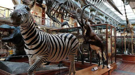 National Museum of Ireland - Natural History, 