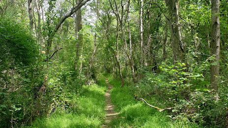 Brampton Wood Nature Reserve, Huntingdon