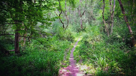 Monks Wood National Nature Reserve, Huntingdon