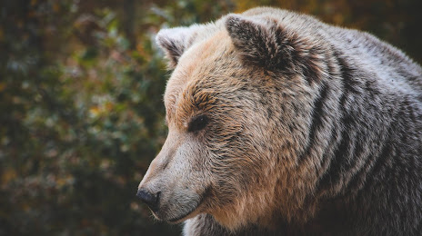 Bear Sanctuary Prishtina, Kosovo Polje