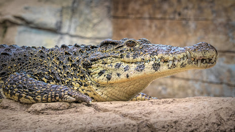 Crocodiles of the World, Witney