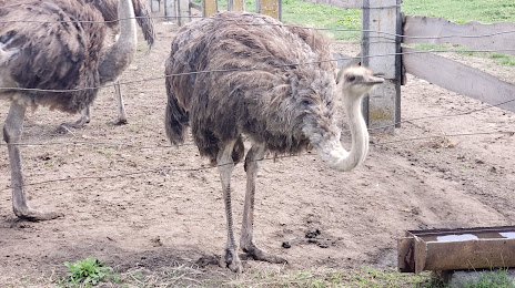 Ferma Strausiv Ostrich Farm, 