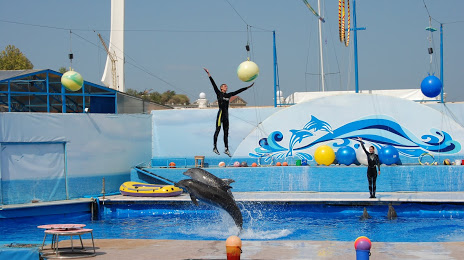 Севастопольский дельфинарий, 