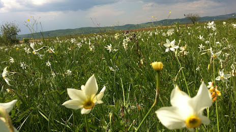 Narcissus Glade on plain Mogoseni, Bethlen