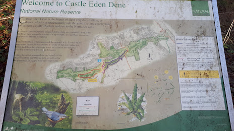 Castle Eden Dene National Nature Reserve, Peterlee