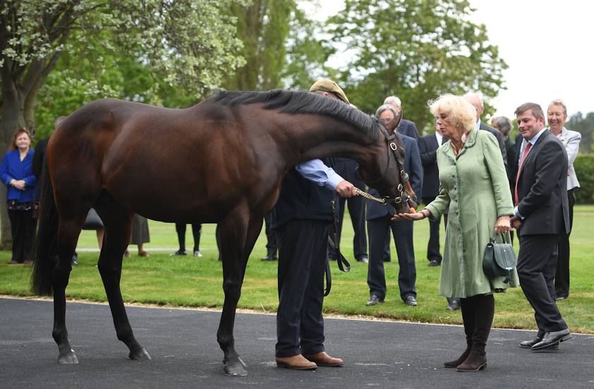 The National Stud, 