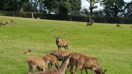 Bucklebury Farm & Deer Safari Park, Newbury