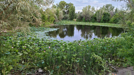Озеро Лотосов, Волжский