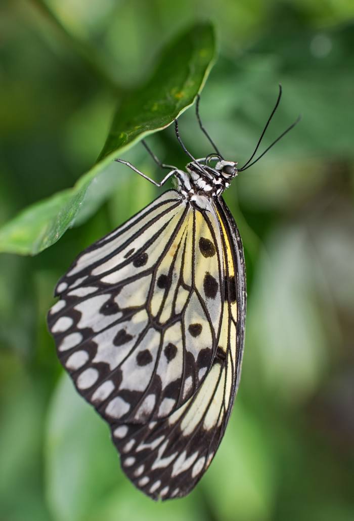 Tropical Butterfly House Wildlife And Falconry Centre, 