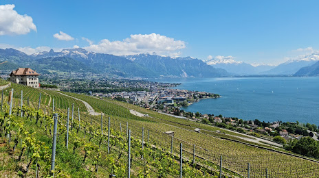 Terrasses viticoles de Lavaux, 