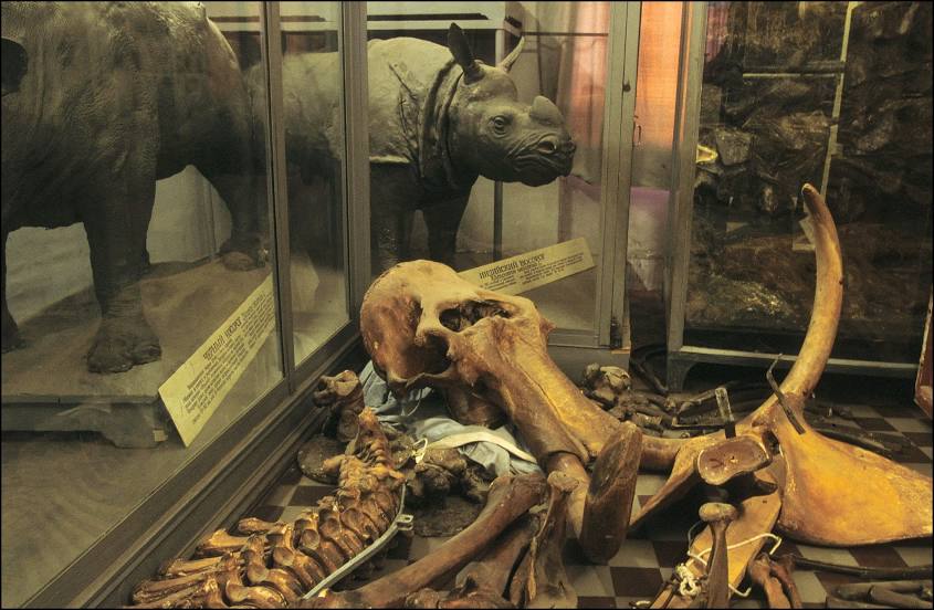 Zoological Museum of the Zoological Institute of the Russian Academy of Sciences, Pargolovo
