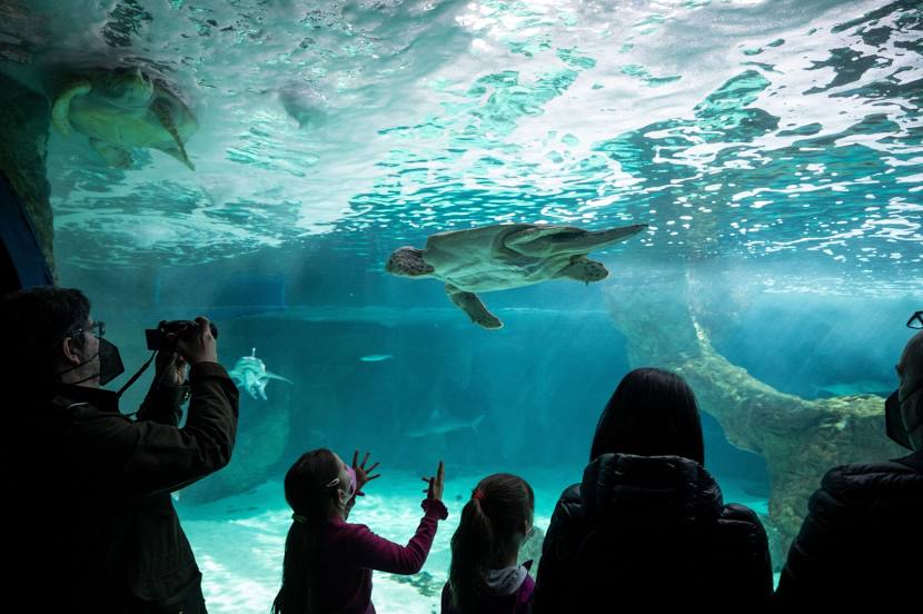 Zoo Aquarium de Madrid, 