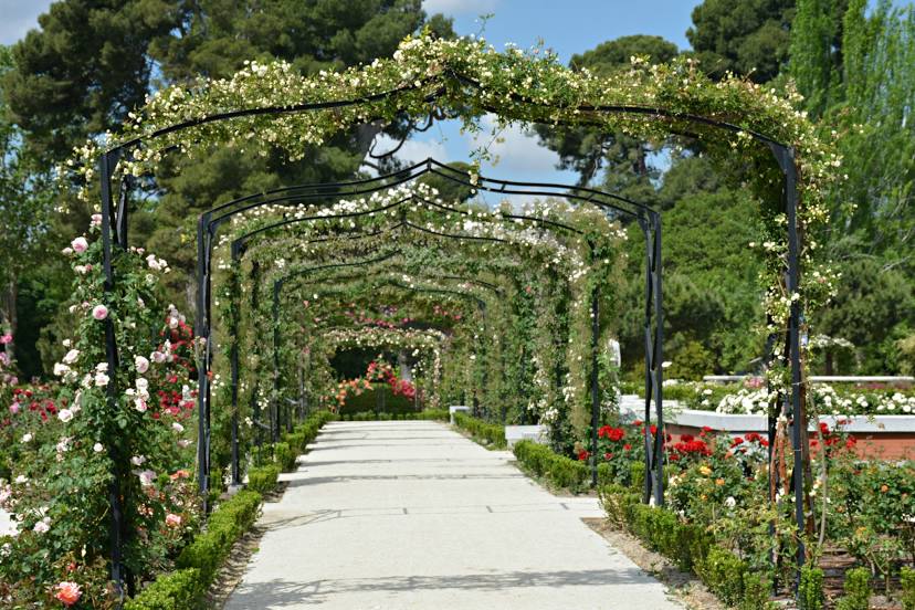 Rose Garden of El Retiro (Rosaleda de El Retiro), 