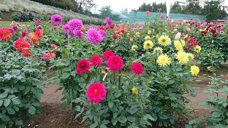 Akita International Dahlia Garden, 