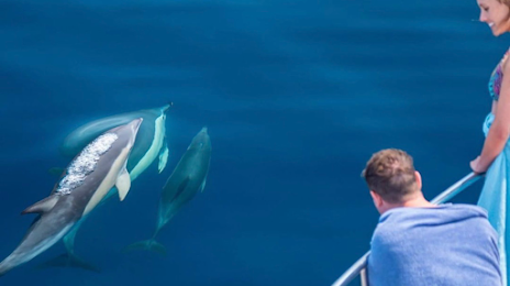 Dolphin Seafaris NZ, 