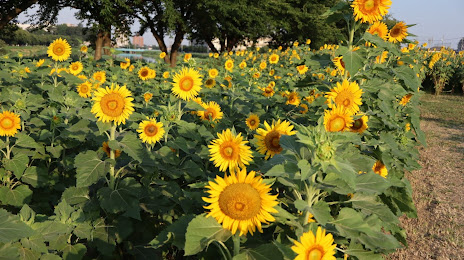 牛島古川公園, 