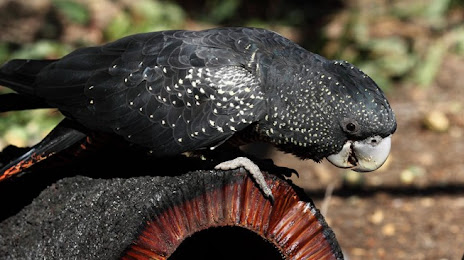 Kaarakin Black Cockatoo Conservation Centre, Armadale