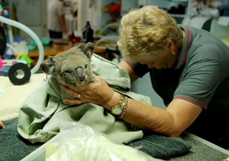 Koala Hospital, Порт Маккуори