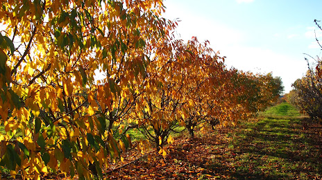 Payne's Orchards, Melton