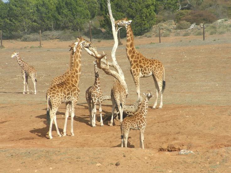 Monarto Safari Park, Murray Bridge