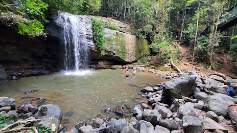 Buderim Forest Park, 