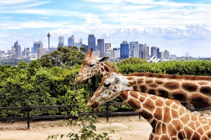 Taronga Zoo Sydney, Mosman