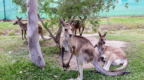 Fraser Coast Wildlife Sanctuary, ماريبوروه