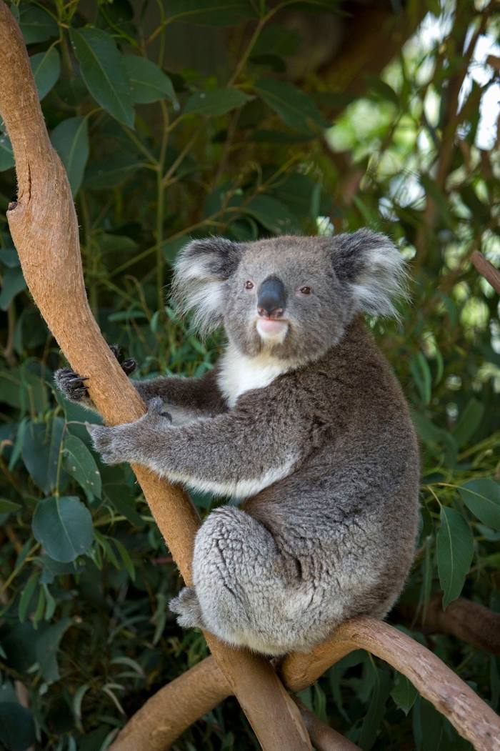 Featherdale Sydney Wildlife Park, Doonside