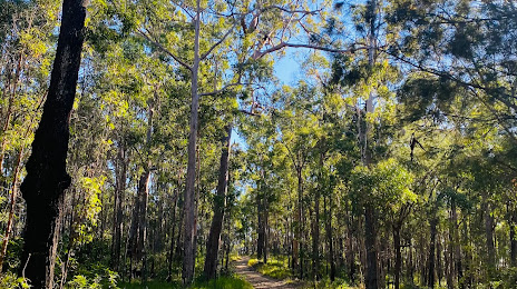 Nerang National Park, Nerang