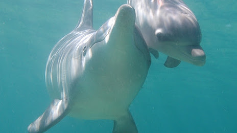 Dolphin Discovery Centre, 