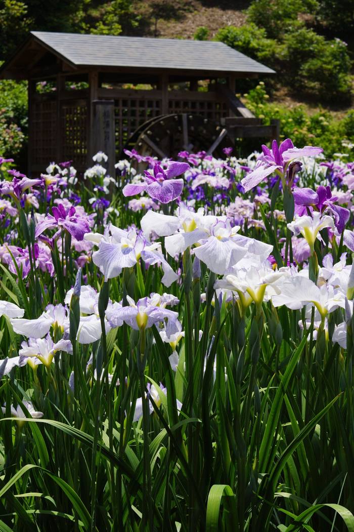 Yokosuka Iris Garden, 