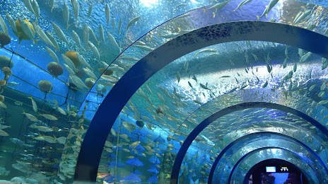 Asamushi Aquarium, Αομόρι